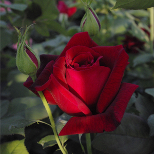 MEIcesar - Roza - Papa Meilland® - Na spletni nakup vrtnice